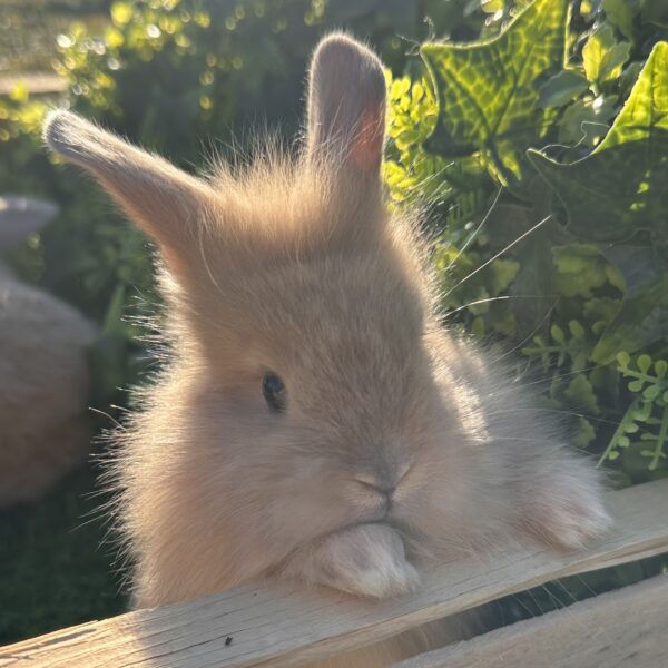 Leoncini pelosetti ( ultimo !!!!)