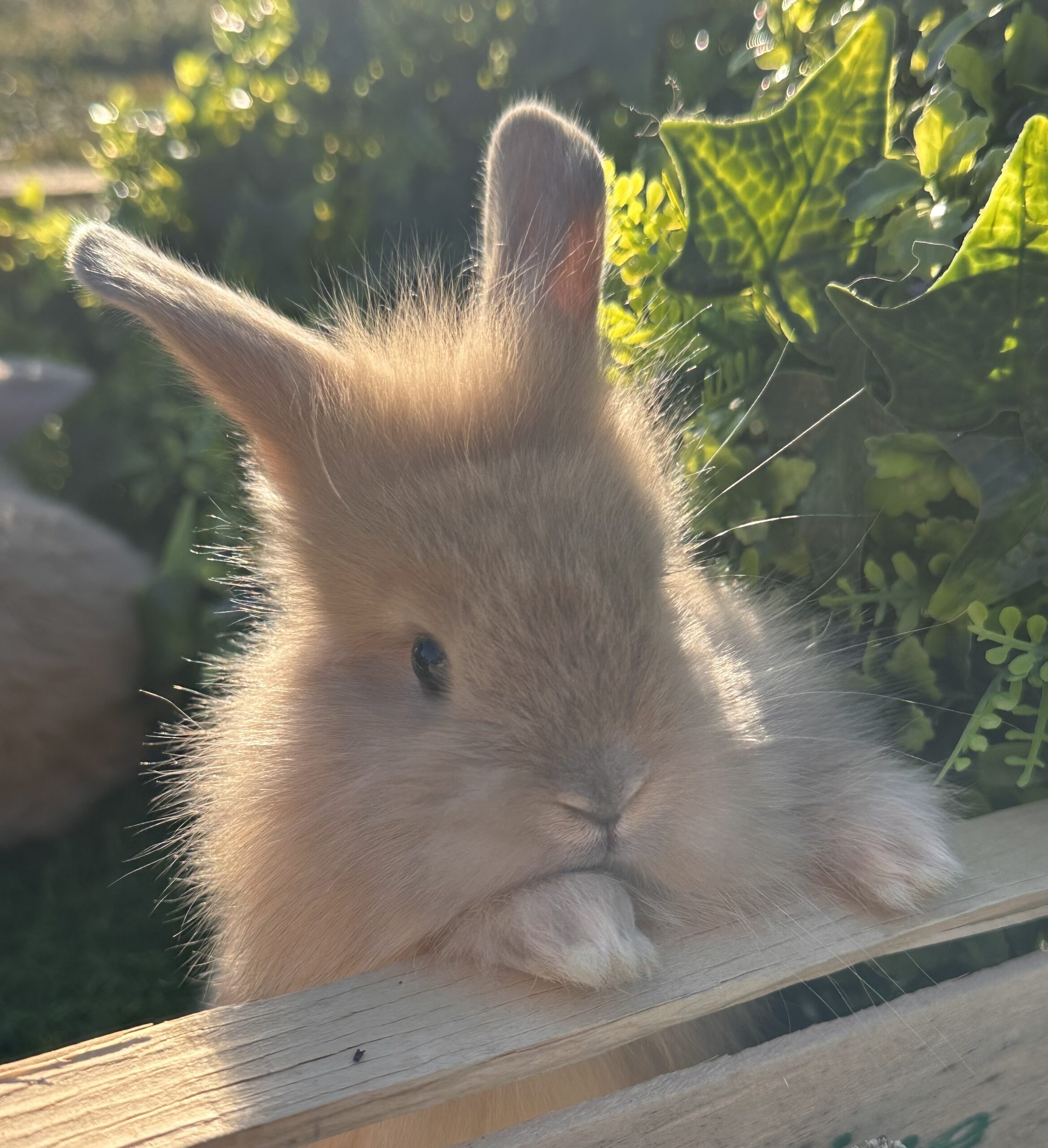 Leoncini pelosetti 🦁
