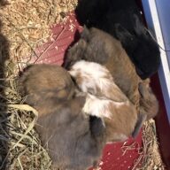 Ultimo rimasto colore nero