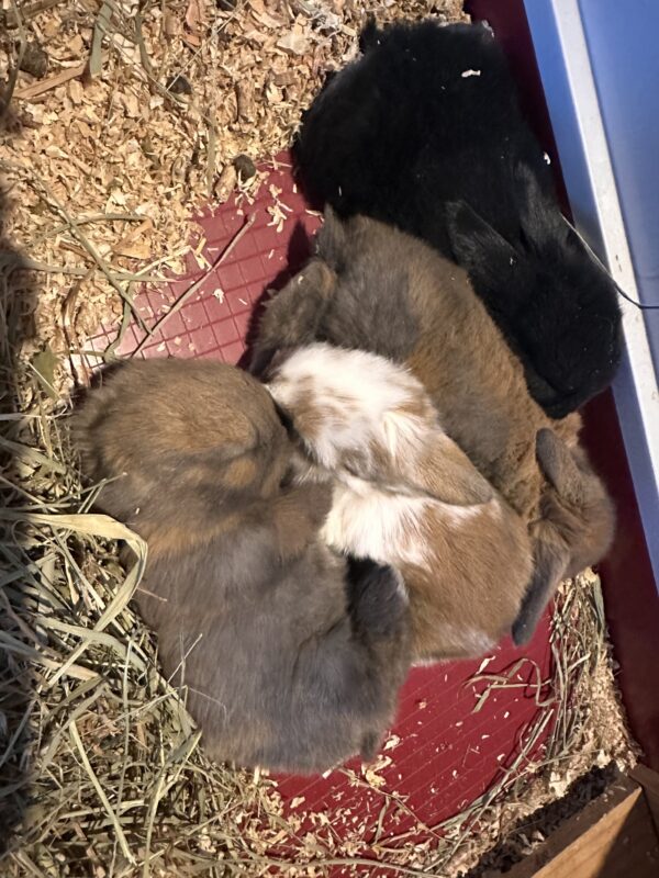 Ultimo rimasto colore nero