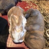 Ultimo rimasto colore nero