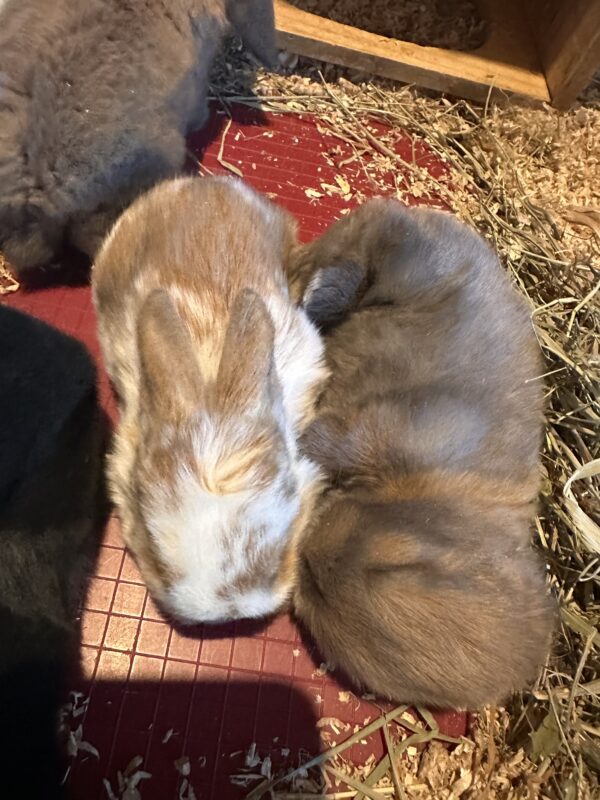 Ultimo rimasto colore nero