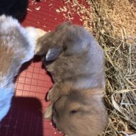 Ultimo rimasto colore nero