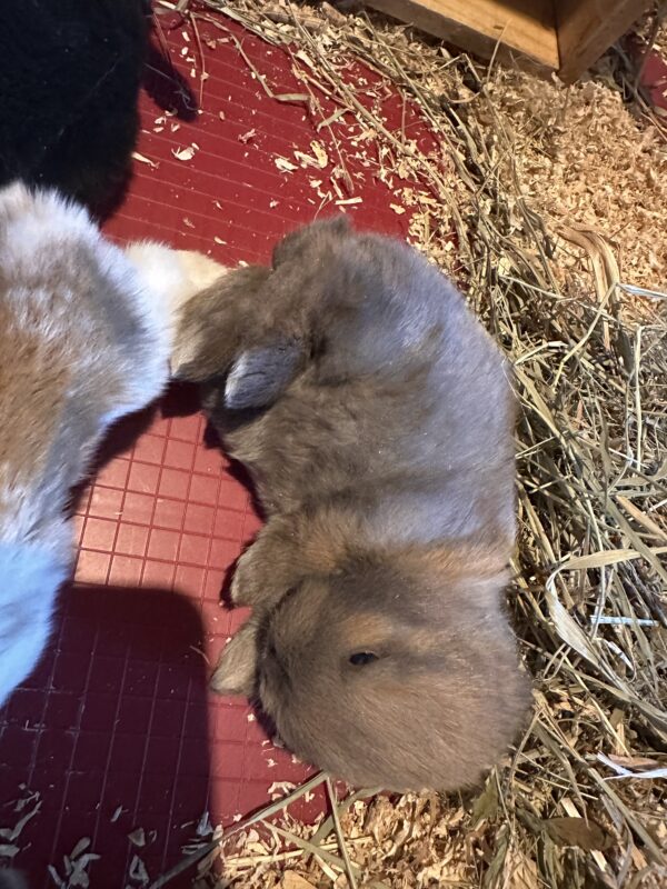 Ultimo rimasto colore nero