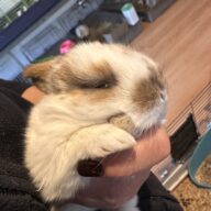 Ultimo rimasto colore nero