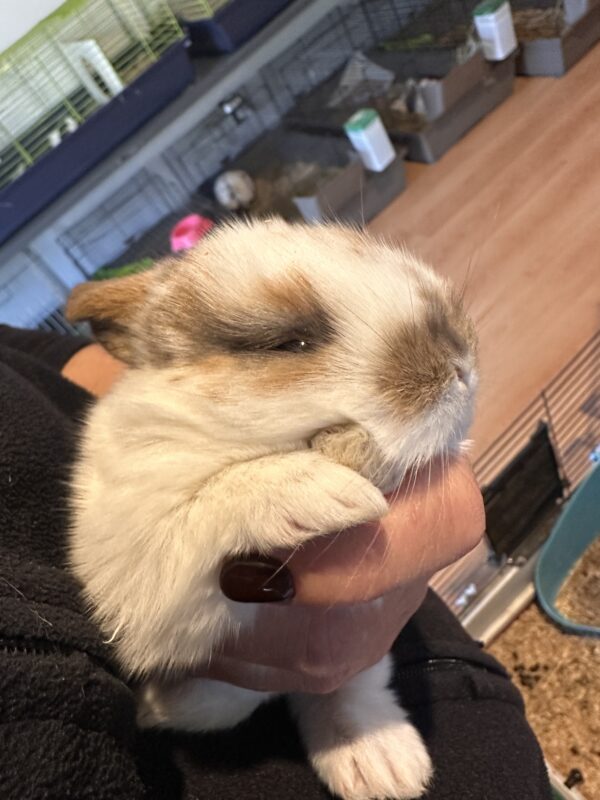 Ultimo rimasto colore nero