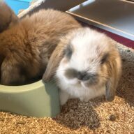 Ultimo rimasto colore nero