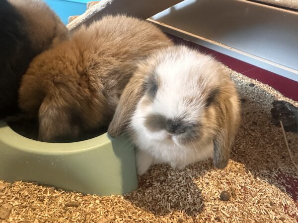 Ultimo rimasto colore nero