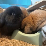 Ultimo rimasto colore nero