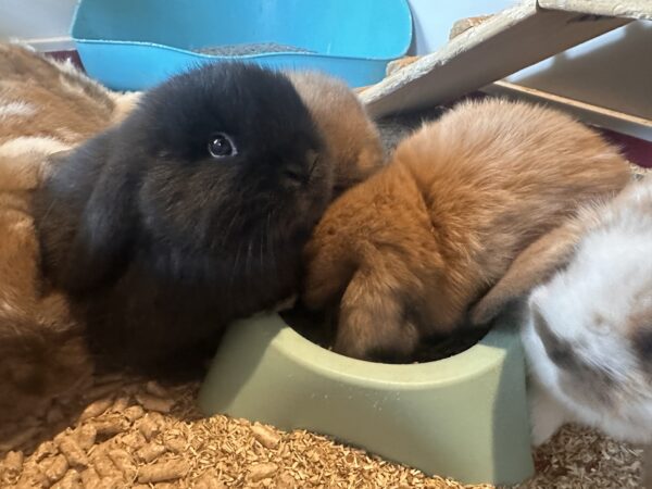 Ultimo rimasto colore nero