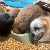 Ultimo rimasto colore nero