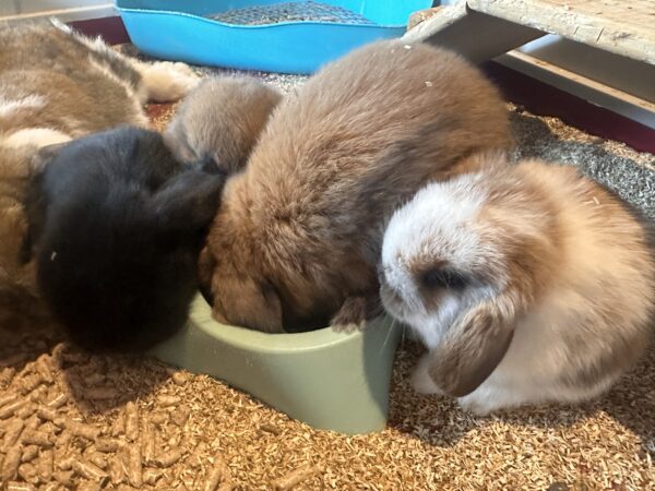 Ultimo rimasto colore nero