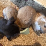 Ultimo rimasto colore nero