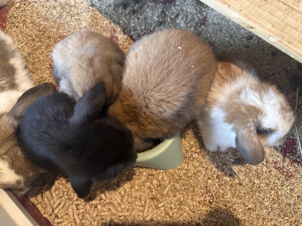 Ultimo rimasto colore nero