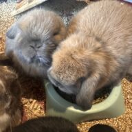 Ultimo rimasto colore nero