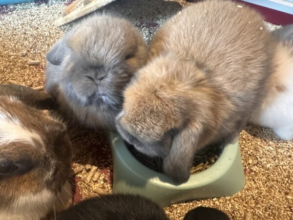 Ultimo rimasto colore nero