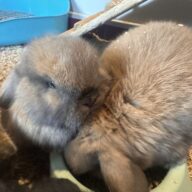 Ultimo rimasto colore nero