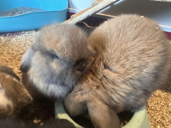 Ultimo rimasto colore nero