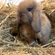 Ariete nano mini Madagascar Siamese ( ultima)