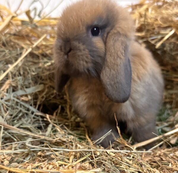 Ariete nano mini Madagascar Siamese ( ultima)