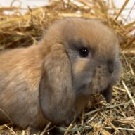 Ariete nano mini Madagascar Siamese ( ultima)