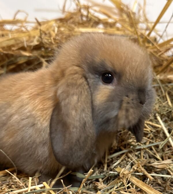 Ariete nano mini Madagascar Siamese ( ultima)