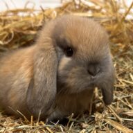 Ariete nano mini Madagascar Siamese ( ultima)