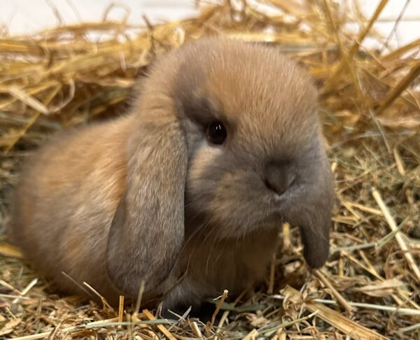 Ariete nano mini Madagascar Siamese ( ultima)