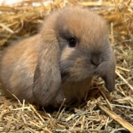 Ariete nano mini Madagascar Siamese ( ultima)