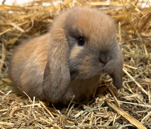 Ariete nano mini Madagascar Siamese ( ultima)