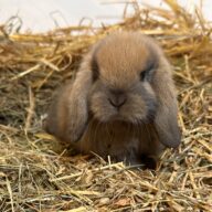 Ariete nano mini Madagascar Siamese ( ultima)