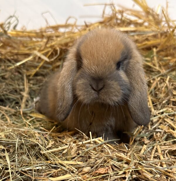 Ariete nano mini Madagascar Siamese ( ultima)