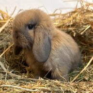 Ariete nano mini Madagascar Siamese ( ultima)