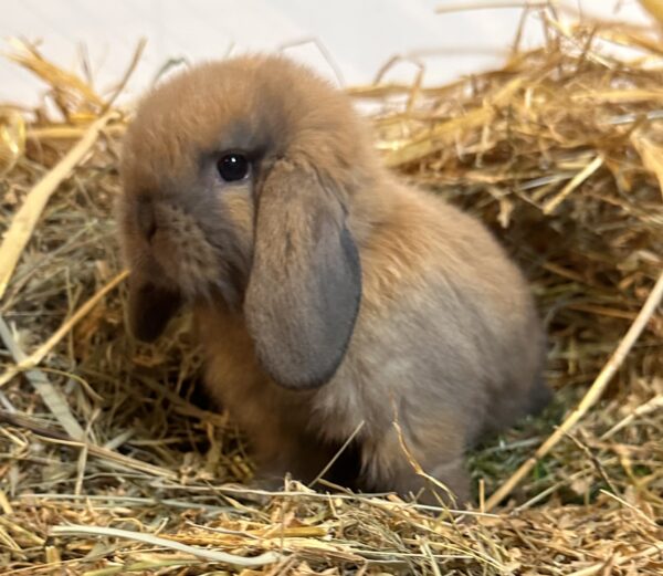 Ariete nano mini Madagascar Siamese ( ultima)