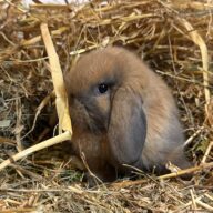 Ariete nano mini Madagascar Siamese ( ultima)