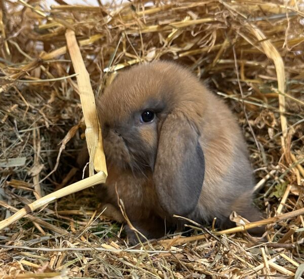 Ariete nano mini Madagascar Siamese ( ultima)