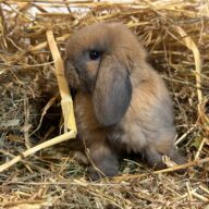 Ariete nano mini Madagascar Siamese ( ultima)