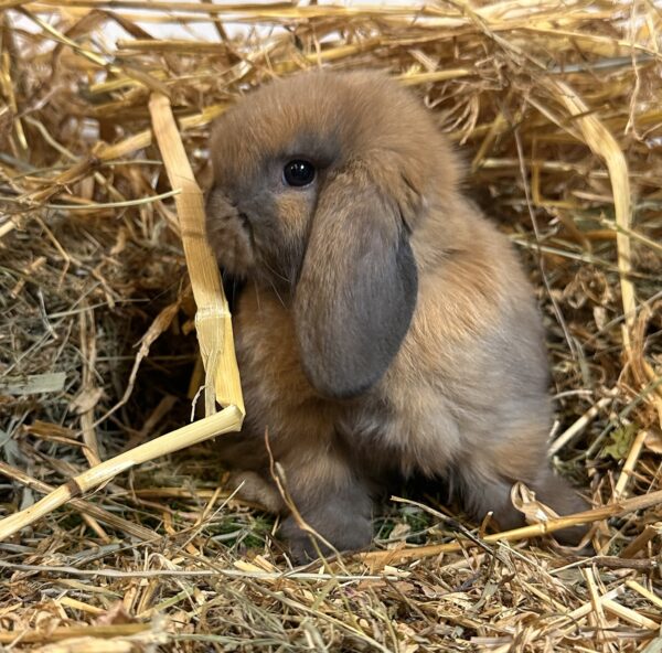 Ariete nano mini Madagascar Siamese ( ultima)