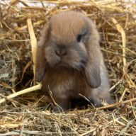 Ariete nano mini Madagascar Siamese ( ultima)