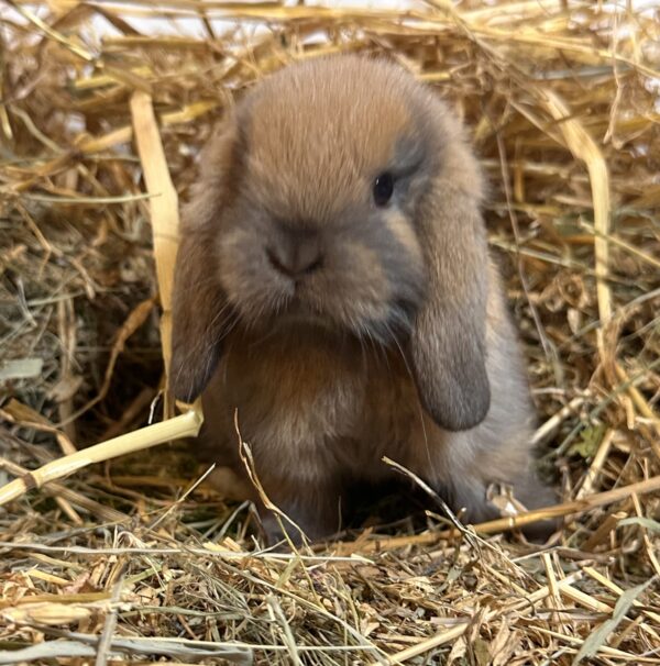 Ariete nano mini Madagascar Siamese ( ultima)