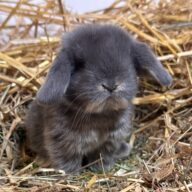 Minilop Blu Otter ( solo 2 rimasti)