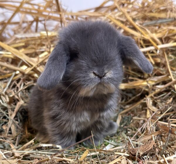 Minilop Blu Otter ( solo 2 rimasti)