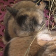 Mini Ariete Toy ( 2 arlecchino)