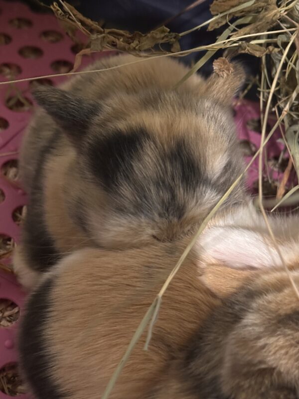 Mini Ariete Toy ( 2 arlecchino)