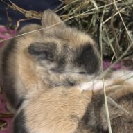 Mini Ariete Toy ( 2 arlecchino)