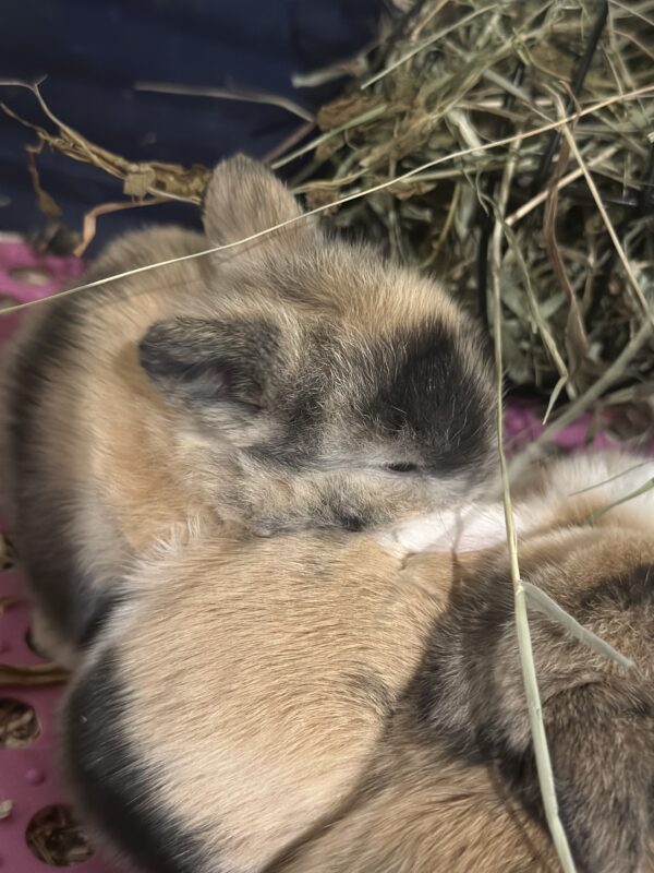 Mini Ariete Toy ( 2 arlecchino)