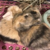 Mini Ariete Toy ( 2 arlecchino)