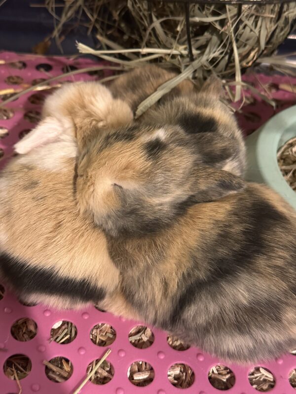 Mini Ariete Toy ( 2 arlecchino)