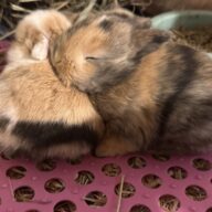 Mini Ariete Toy ( 2 arlecchino)