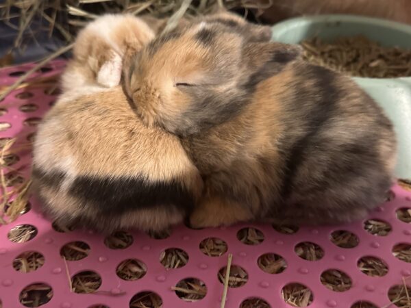 Mini Ariete Toy ( 2 arlecchino)